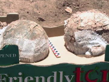 Posibles huevos fosilizados de avestruz