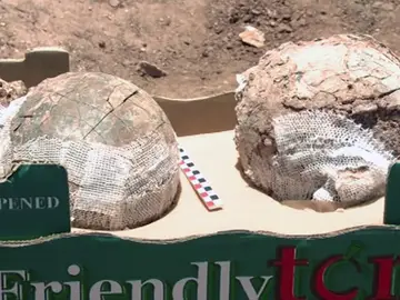 Posibles huevos fosilizados de avestruz Posibles huevos fosilizados de avestruz