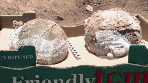 Posibles huevos fosilizados de avestruz