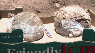 Hallan en Lanzarote dos huevos fosilizados que podrían ser de avestruz