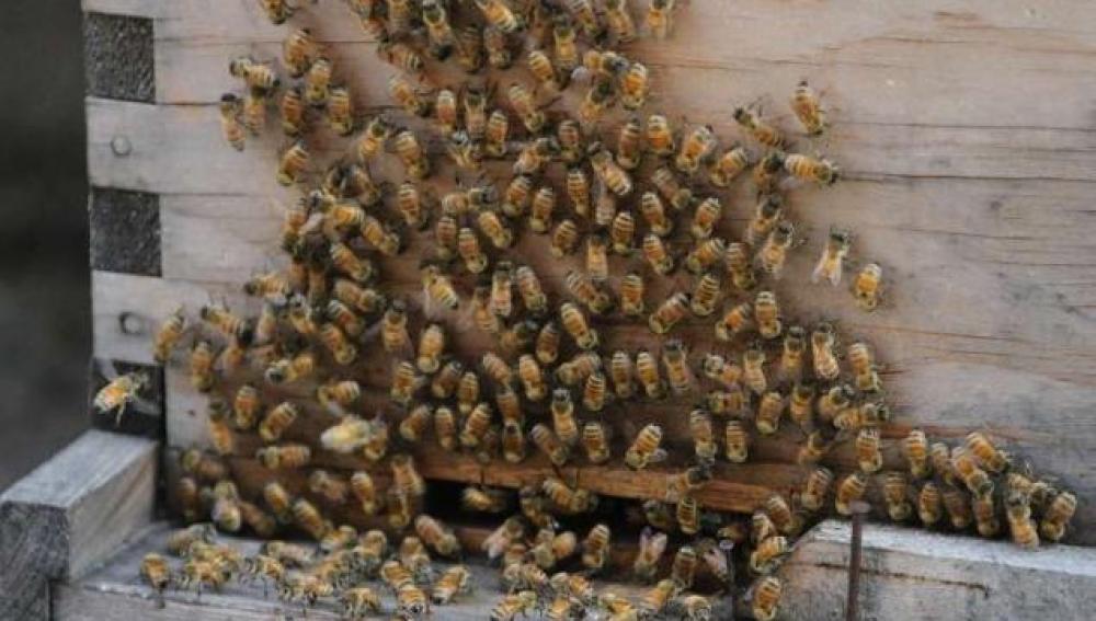 Abejas en casa de Yi Gin Chen