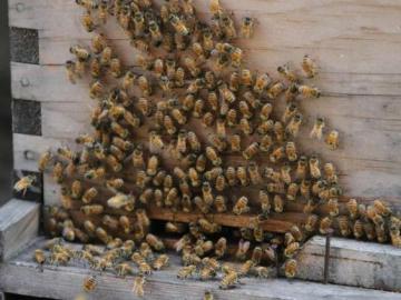 Abejas en casa de Yi Gin Chen Abejas en casa de Yi Gin Chen