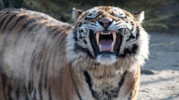 Fotografía del tigre 'Altai', que mató a su cuidadora en el zoo de Colonia