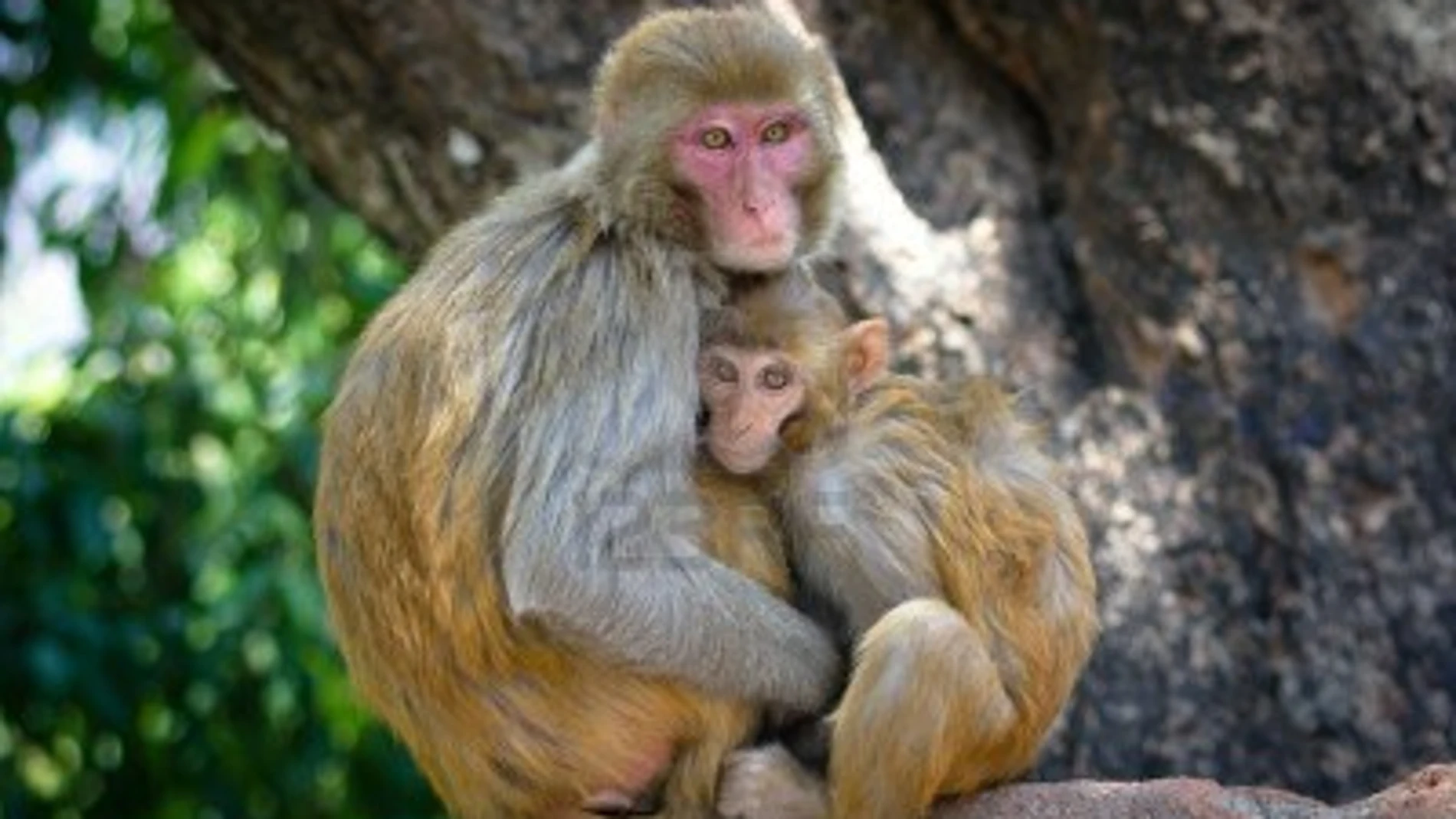 Simios en Katmandu Simios en Katmandu