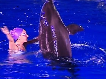 El Oceanográfico de Valencia acoge un espectáculo de precisión