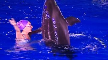 El Oceanográfico de Valencia acoge un espectáculo de precisión