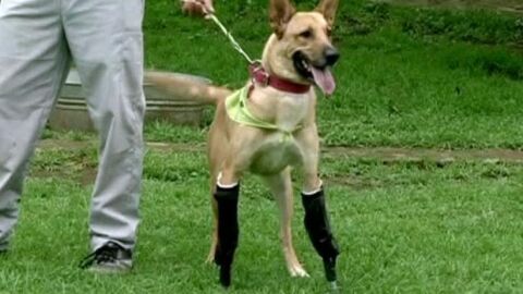 Las nuevas patas de 'Tarta de Lim&oacute;n'