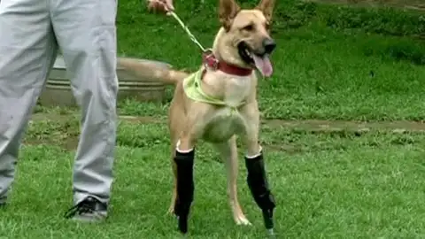 Las nuevas patas de 'Tarta de Limón' Las nuevas patas de 'Tarta de Limón'