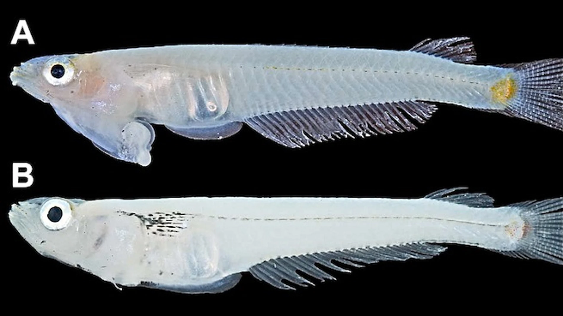 Pez Príapo Pez Príapo