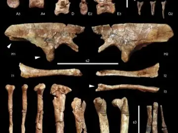 Huesos del dinosaurio encontrados en el yacimiento Huesos del dinosaurio encontrados en el yacimiento