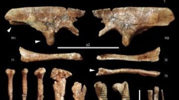 Huesos del dinosaurio encontrados en el yacimiento