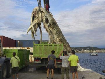 Aparece muerta una ballena de 12 metros en la costa de Girona Aparece muerta una ballena de 12 metros en la costa de Girona