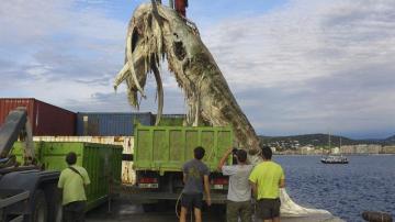 Aparece muerta una ballena de 12 metros en la costa de Girona