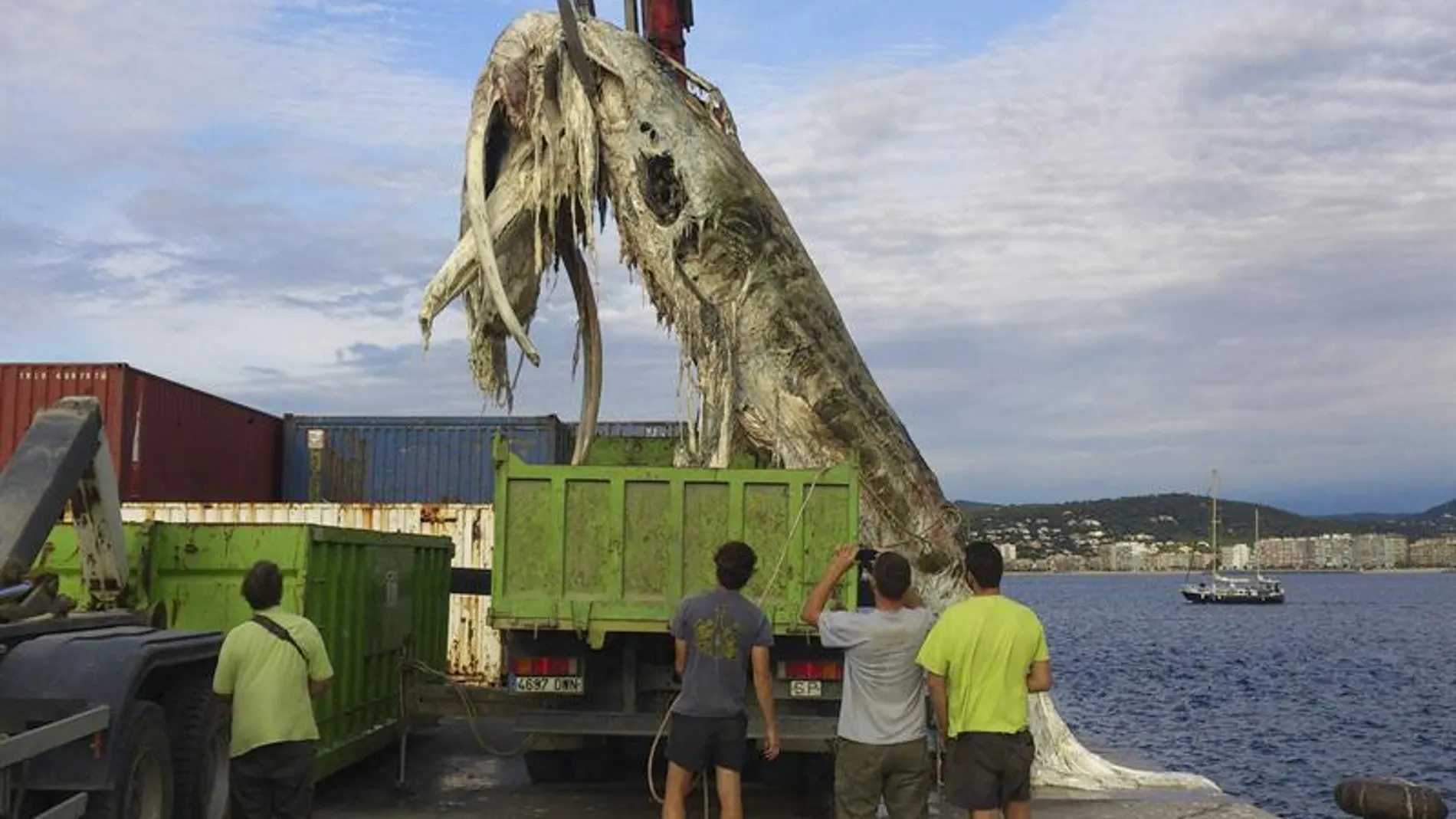 Aparece muerta una ballena de 12 metros en la costa de Girona Aparece muerta una ballena de 12 metros en la costa de Girona