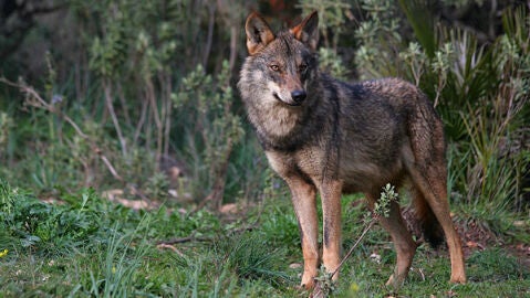 Un ejemplar de lobo ib&eacute;rico