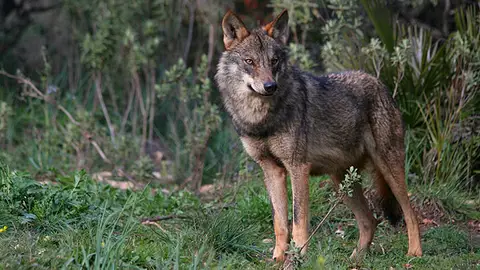 Un ejemplar de lobo ibérico Un ejemplar de lobo ibérico