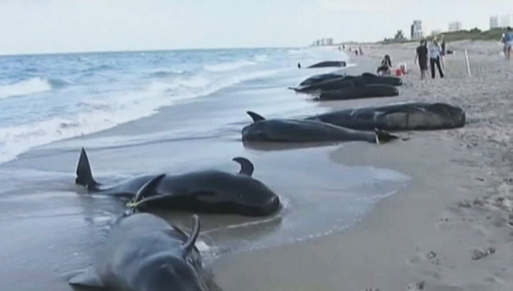 Mueren 33 ballenas varadas en las costas de Florida y Escocia