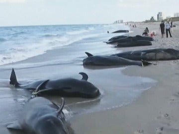 Mueren 33 ballenas varadas en las costas de Florida y Escocia