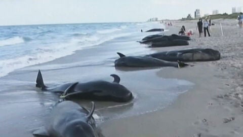 Mueren 33 ballenas varadas en las costas de Florida y Escocia