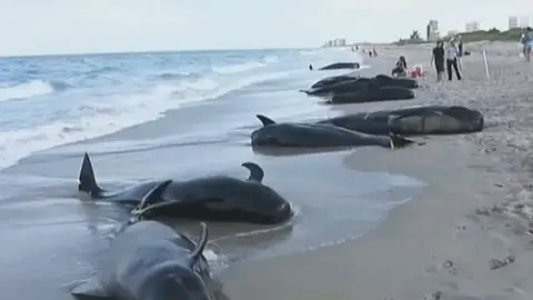 Mueren 33 ballenas varadas en las costas de Florida y Escocia Mueren 33 ballenas varadas en las costas de Florida y Escocia