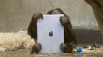 Los monos de los zoológicos usan 'tablets' 