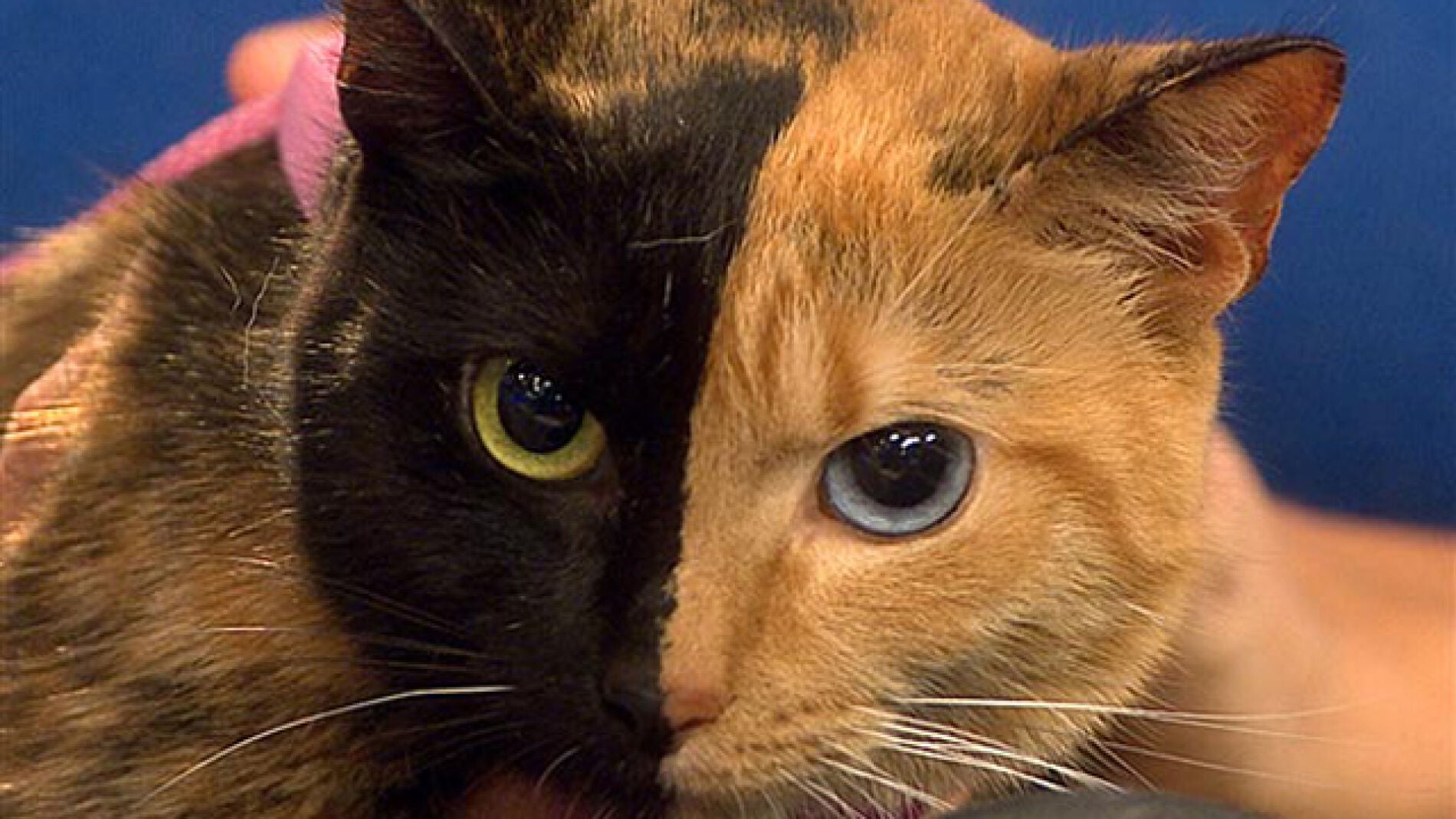 Venus, la gata de las dos caras