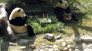 Los osos panda de Madrid celebran su cumpleaños