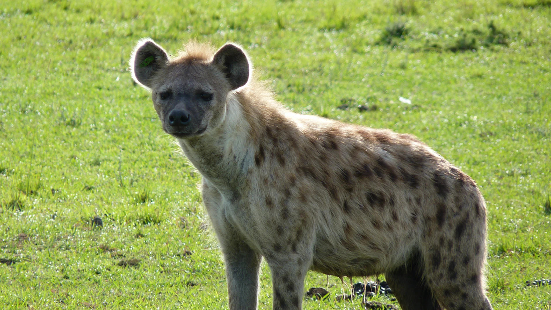 Hiena sobre un prado verde Hiena sobre un prado verde