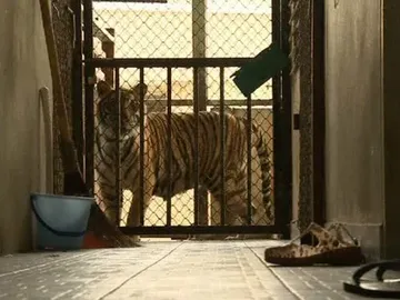 6 tigres liberados 6 tigres liberados