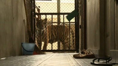 Detenido por criar y mantener de forma ilegal seis tigres en una azotea