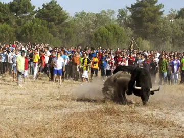 Toro de la Vega Toro de la Vega