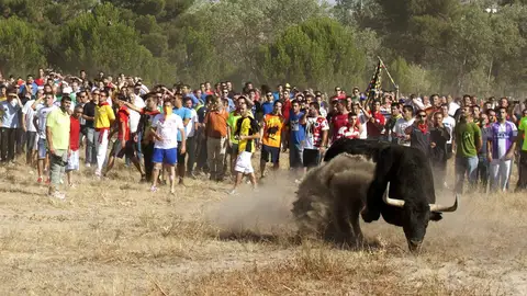 Toro de la Vega Toro de la Vega