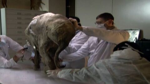 Cient&iacute;ficos estudian una cr&iacute;a de elefante