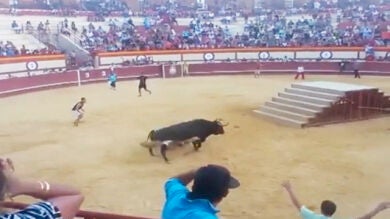 Un toro lanza en una embestida a un hombre en las fiestas de Monóvar