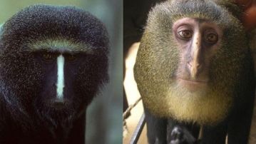 La nueva especie de mono africano es conocida con el nombre común de 'Lesula' 