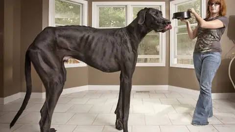 El perro más alto del mundo El perro más alto del mundo