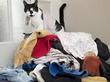 El gato ladrón pillado in fraganti El gato ladrón pillado in fraganti