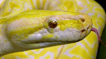 Primer plano de una serpiente pitón