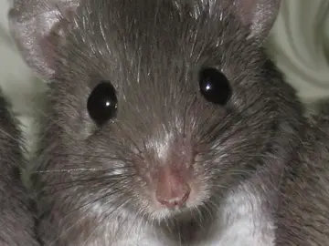 Ratón espinoso africano Ratón espinoso africano