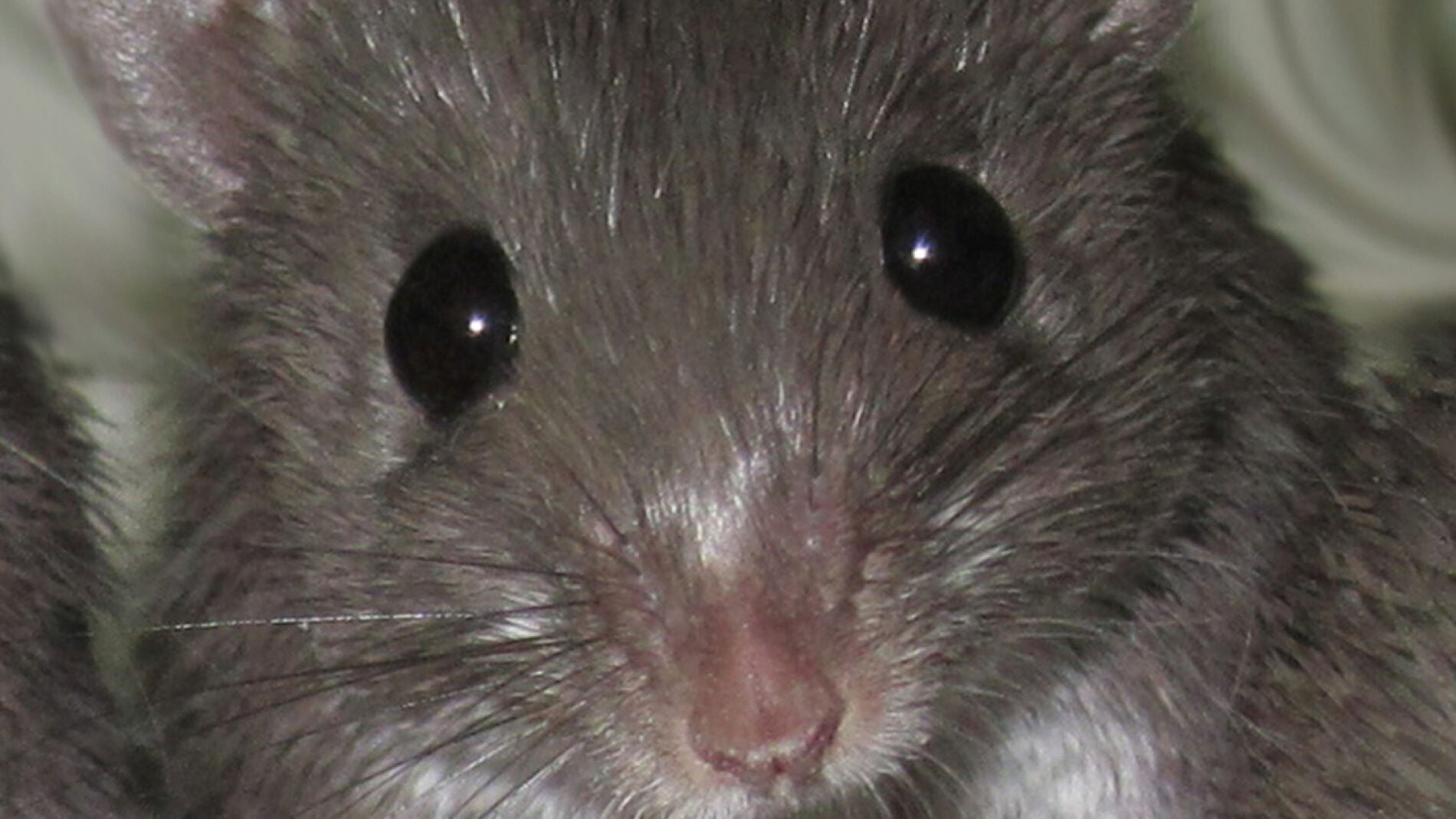 Rat&oacute;n espinoso africano