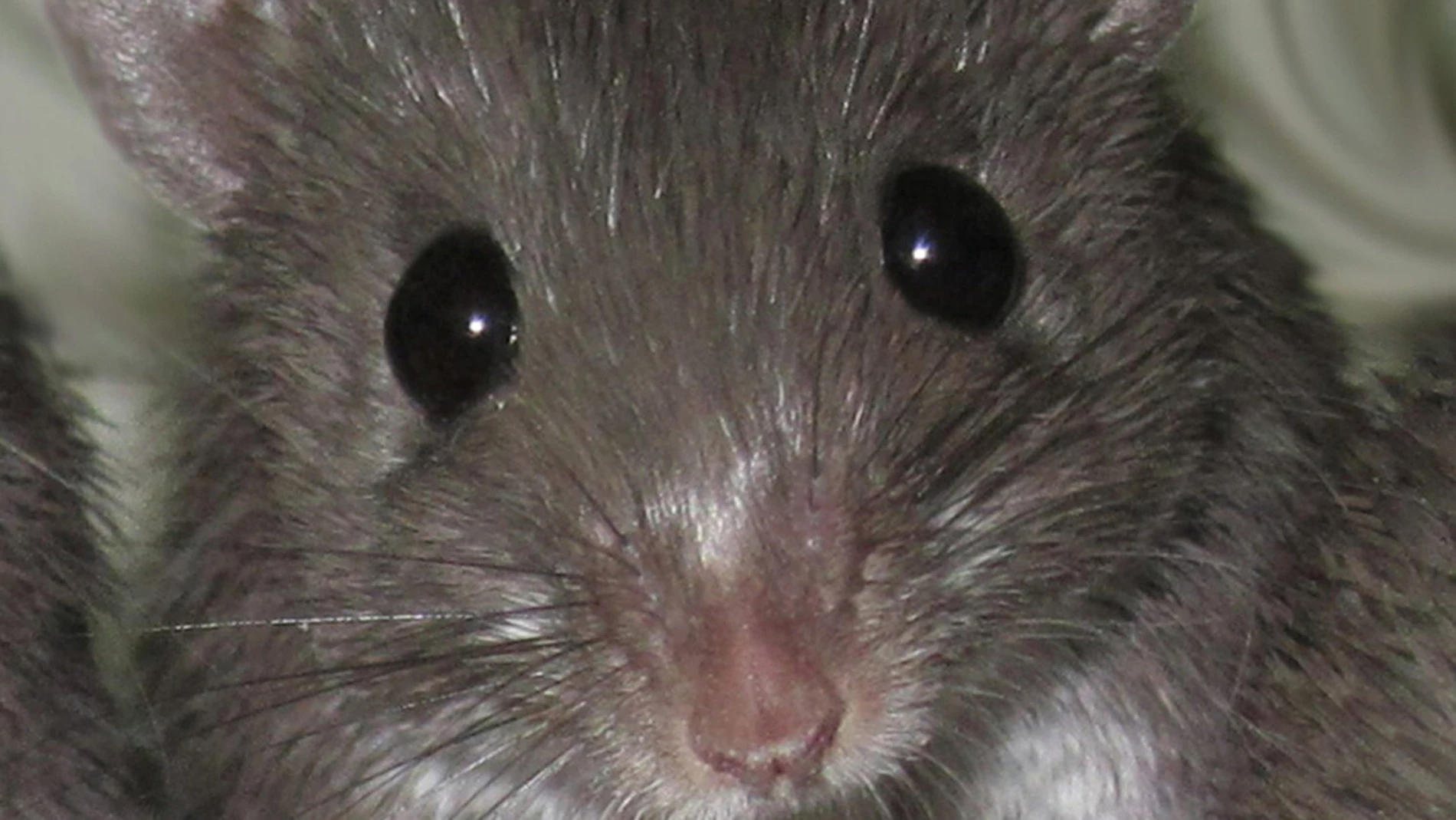 Ratón espinoso africano Ratón espinoso africano