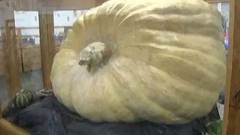 Una calabaza de una tonelada Una calabaza de una tonelada