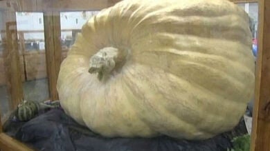 Una tonelada de calabaza para batir el récord del mundo