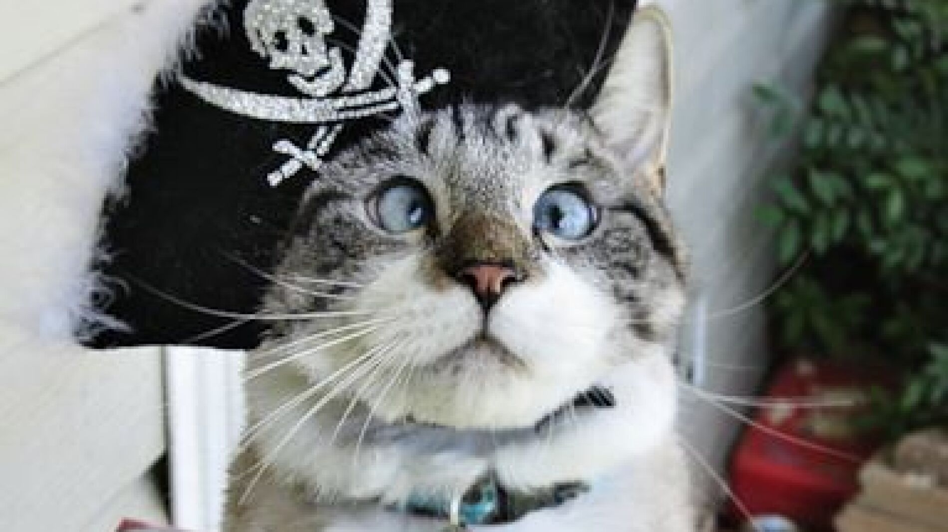 Spangles, el gato bizco