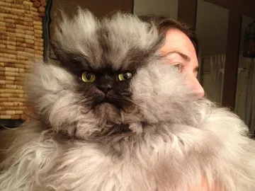 Colonel Meow, el gato más enfadado del mundo Colonel Meow, el gato más enfadado del mundo