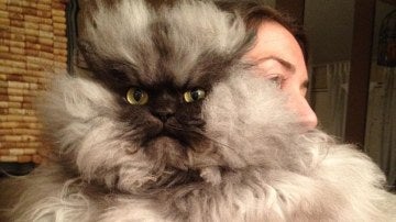 Colonel Meow, el gato más enfadado del mundo