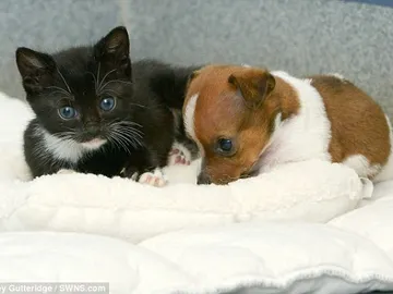 Buttons y Kitty acurrucados Buttons y Kitty acurrucados