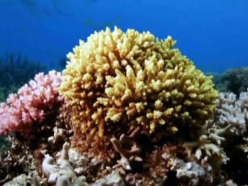 Coral de la barrera australiana Coral de la barrera australiana