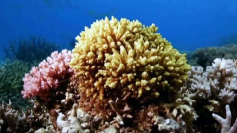 Coral de la barrera australiana