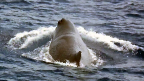 Un cachalote en las Islas Canarias